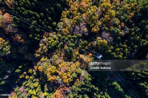 Forest From Birds Eye View High-Res Stock Photo - Getty Images