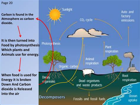 PPT - Oxygen Cycle PowerPoint Presentation, free download - ID:2472625