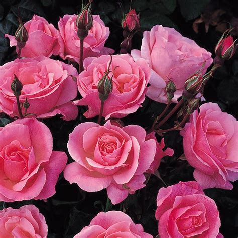 2x 'Queen Elizabeth' Floribunda Rose (Bare Root) Free UK Postage: Amazon.co.uk: Garden & Outdoors