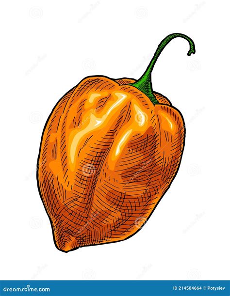 Habanero Plant Drawing