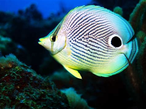 Butterfly Fish Care and Breeding Guide - The Aquarium Guide