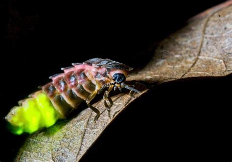 Female Glow Worms With the Brightest Gleam Make the Best Mates | Animal science, Glow worm, Habitats