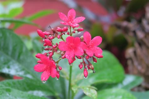 Kleyns In The Philippines: * Flowers (Mga Bulaklak) 2