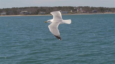 Seagull in flight - YouTube