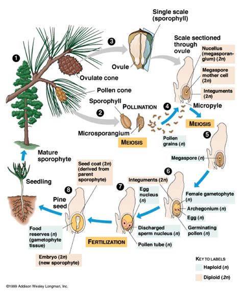 Ciclo de vida Pinus | Piante, Botanica, Illustrazione botanica