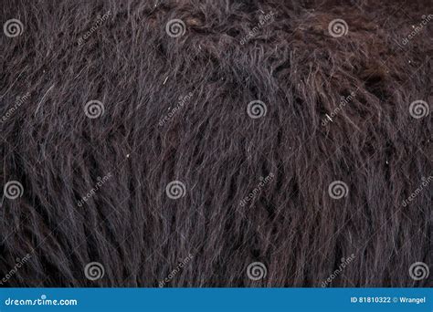 Llama Lama Glama. Fur Texture Stock Photo - Image of frame, full: 81810322