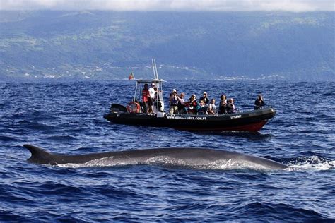 2023 Whale and Dolphin Watching in Pico Island - Half Day