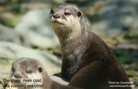 Sea Otter - Description, Habitat, Image, Diet, and Interesting Facts