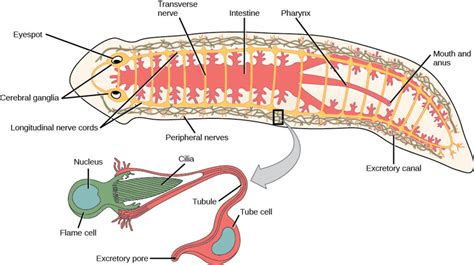 Evolution of Vertebrate Kidney Baffles Evolutionists | Answers Research ...