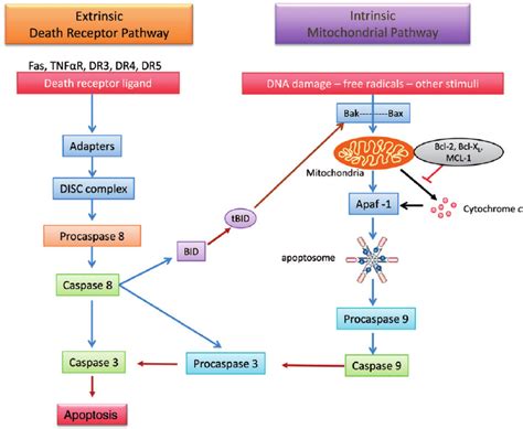 Major apoptotic pathways in mammalian cells. In the extrinsic pathway,... | Download Scientific ...