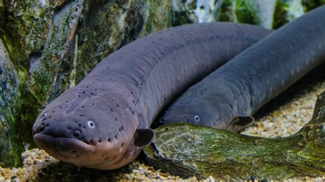 Electric Eel