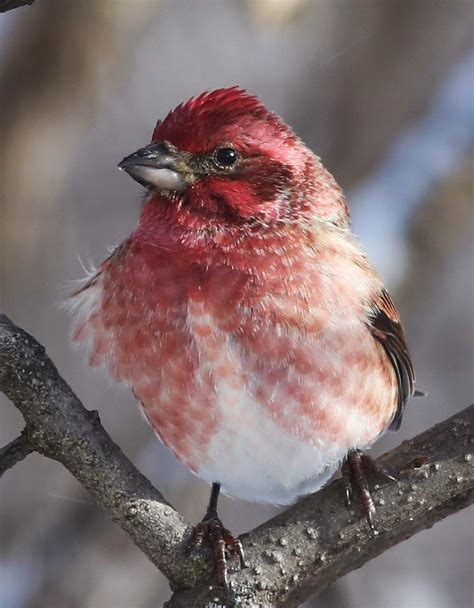 All of Nature: Purple Finches Arrive With First Winter Storm