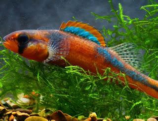 Darter Fish ~ Animals World