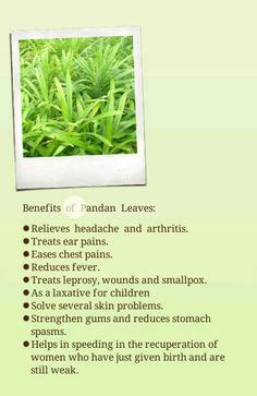 » Pandan Leaves Health Benefits and Pandan Leaf in Cook Rice