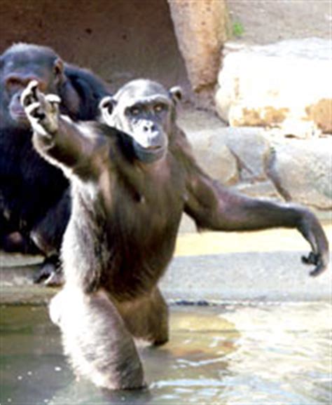 Chimpanzees - info and games