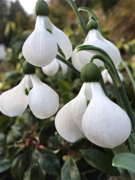 6 Varieties of Snowdrops You Should Get To Know | Mr Plant Geek