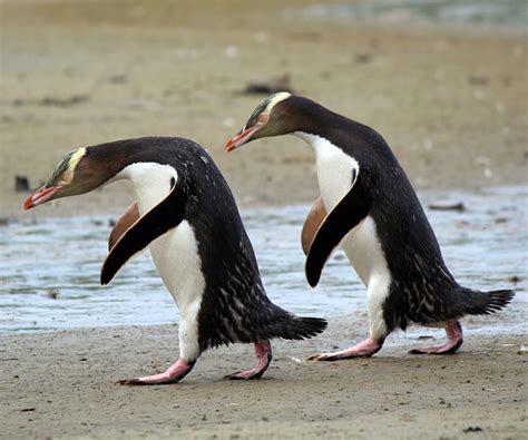 Yellow Eyed Penguin : Birding NZ