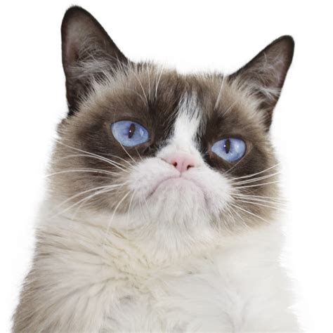 Cute Grumpy Cat Photo, Free Grumpy Cat, #13100