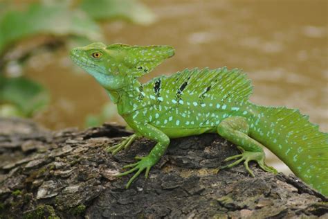 Plumed Basilisk | Animal photo, Reptiles and amphibians, Lizard