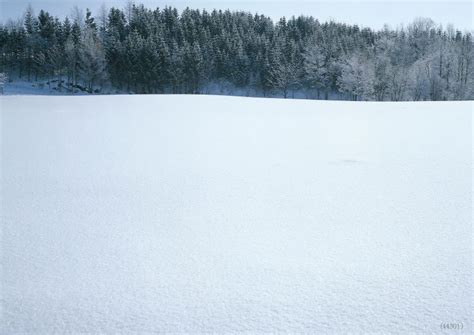 Attractive Snow Ground Photo Background Fashion Snow Trees Photography Backdrop For Christmas ...