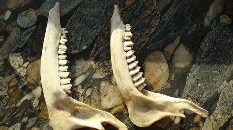 Matching Set of Deer Jaw Bones by ItsOld on Etsy