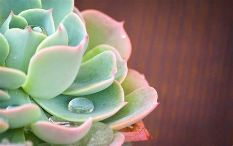 Succulent desktop wallpaper | Succulents wallpaper, Succulents ...