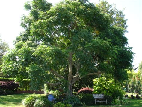 MELIA AZEDARACH tree | Kaipara Coast Plant Centre & Sculpture Gardens