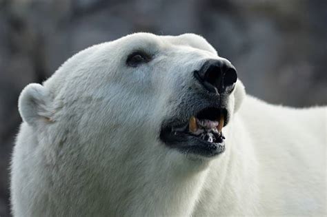 Best Polar Bear Teeth Stock Photos, Pictures & Royalty-Free Images - iStock