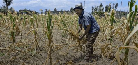 Climate change and farming: economists warn more needs to be done to ...