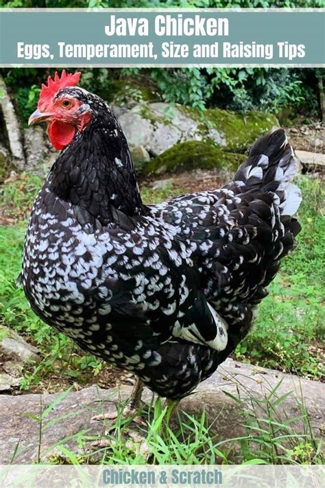 Java Chicken: Eggs, Temperament, Size and Raising Tips