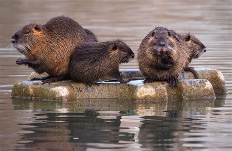 Nutria - Description, Habitat, Image, Diet, and Interesting Facts