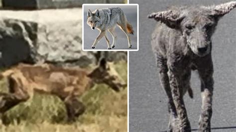 'Do NOT touch': Terrifying warning over 'zombie' coyotes being mistaken ...