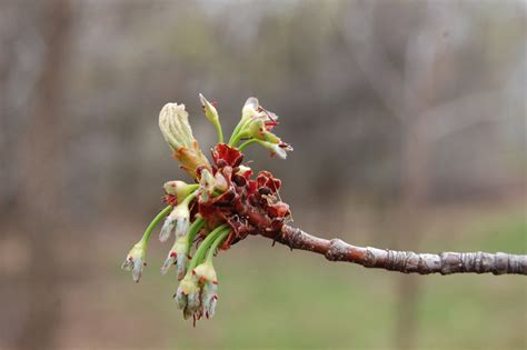 Silver Maple — Houston Area Urban Forestry Council