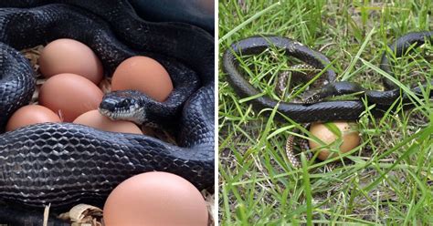 Do Black Snakes Eat Chicken Eggs? (Risks Explained) - Chicken & Chicks Info