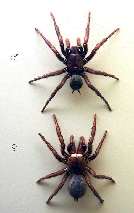 Sydney Funnel Web Spider | Planet Deadly Facts