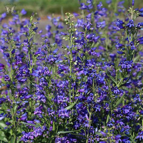 Twizzle Blue Penstemon Seeds - Perennial Flower Seeds