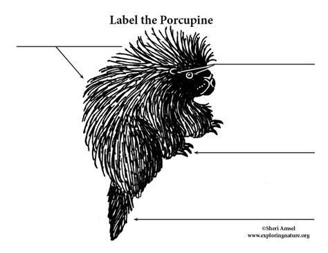 Porcupine Labeling Page