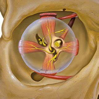 Eye and orbit anatomy with motor nerves by Patrick J. Lynch, medical... | Download Scientific ...