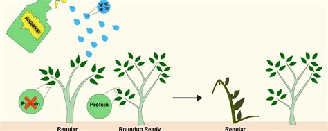 Why Roundup Ready Crops Have Lost their Allure - Science in the News