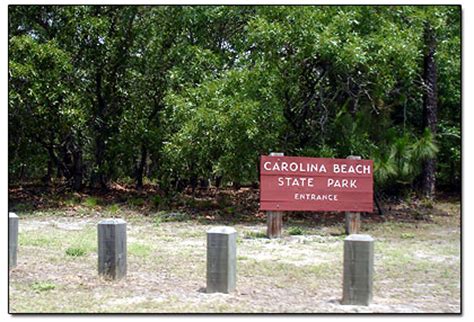 Camping at Carolina Beach State Park Campground