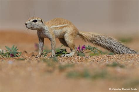 Cape ground squirrel, Xerus inauris - info, details, facts & images