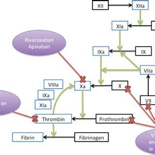 Mechanism of action of dabigatran, rivaroxaban and warfarin. | Download Scientific Diagram