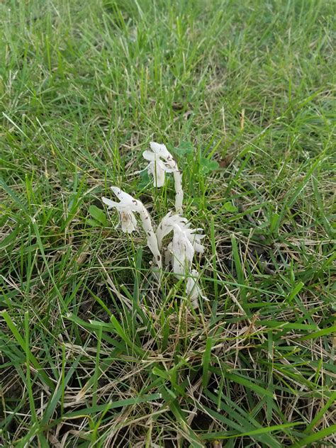 Indian pipe. Mushroom like plant : r/mycology