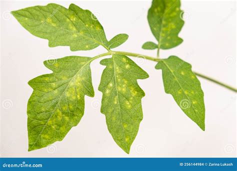 Yellow and White Spots on Tomato Leaves. Plant Diseases during the ...