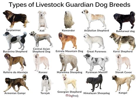 The Best Livestock Guardian Dog Breeds With Pictures in 2023 | Farm ...