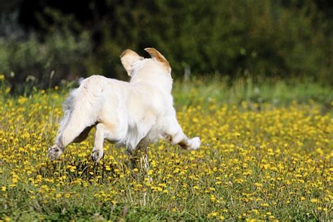 How To Stop My Husky From Running Away