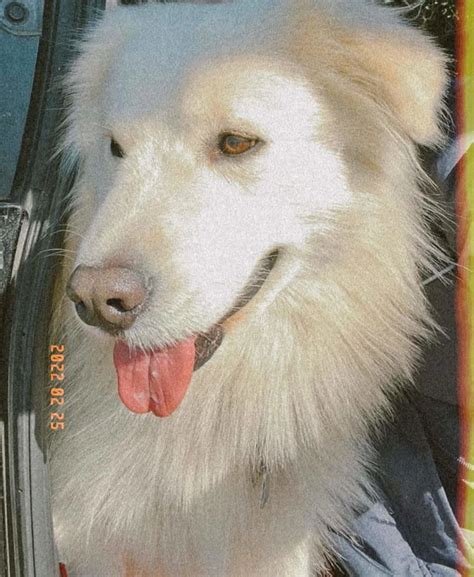 The Samoyed Golden Retriever Mix: Facts You Should Know