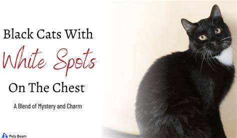 Black Cats With White Spot On The Chest ( A Blend of Mystery and Charm) - PetsBeam.com