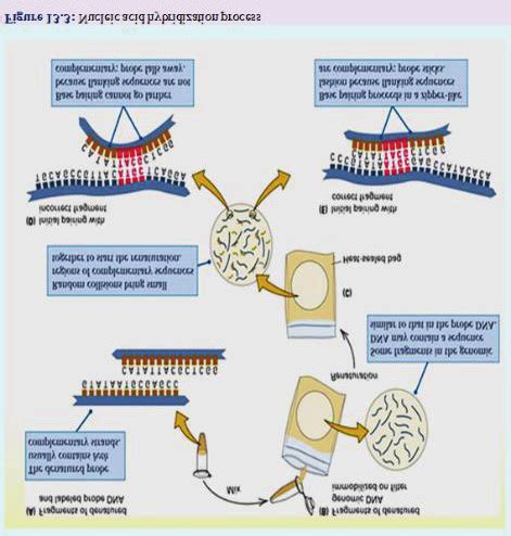 Nucleic acid hybridization process. | Download Scientific Diagram