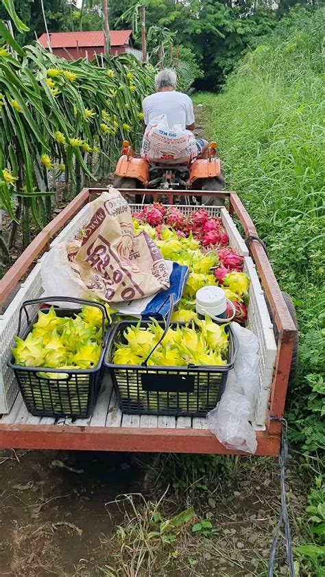 Harvesting dragon fruit at my dad's farm : r/DragonFruit